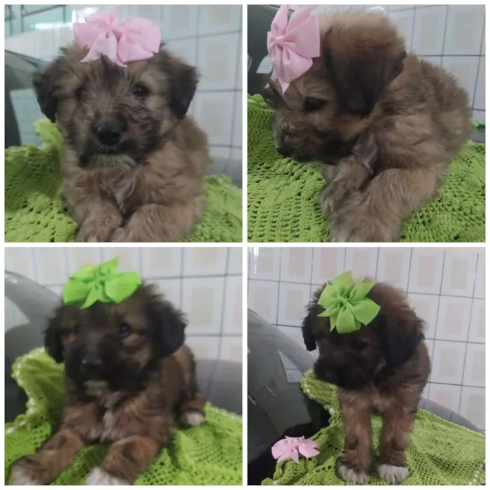 Cachorro ra a SRD idade Abaixo de 2 meses nome Sem nome ainda.