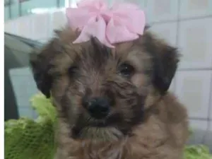 Cachorro raça SRD idade Abaixo de 2 meses nome Sem nome ainda.