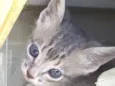 Gatinhos para adoção