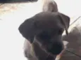 Bolinha 