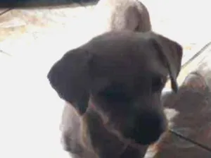 Cachorro raça Yasa Apso idade 6 ou mais anos nome Bolinha 