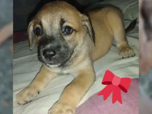 Cachorro raça Vira lata com Salsicha  idade 2 a 6 meses nome Indefinido 