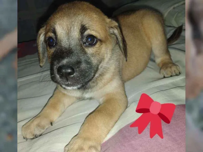 Cachorro ra a Vira lata com Salsicha  idade 2 a 6 meses nome Indefinido 