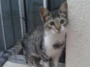 Gato raça Comum europeu idade 7 a 11 meses nome Sandrinha
