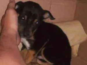 Cachorro raça Sem raça idade 2 a 6 meses nome Bob