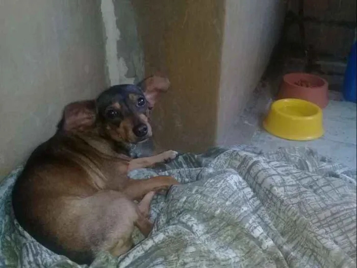 Cachorro ra a Mestiça   idade 4 anos nome Kira