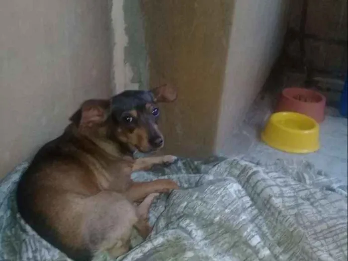 Cachorro ra a Mestiça   idade 4 anos nome Kira