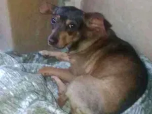 Cachorro raça Mestiça   idade 4 anos nome Kira