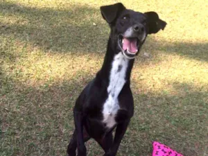 Cachorro raça SRD idade 6 ou mais anos nome Milly