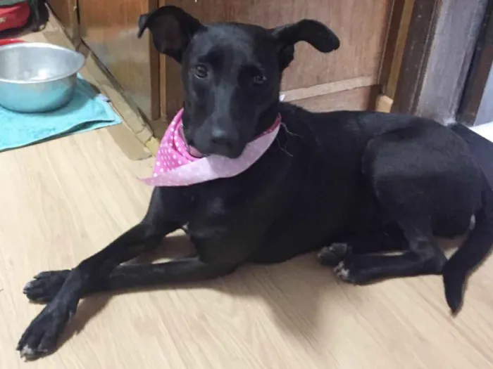 Cachorro ra a SRD idade 2 anos nome Cindy