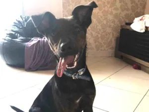 Cachorro raça Canina idade 7 a 11 meses nome Matheus