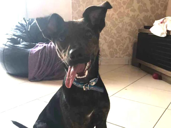 Cachorro ra a Canina idade 7 a 11 meses nome Matheus