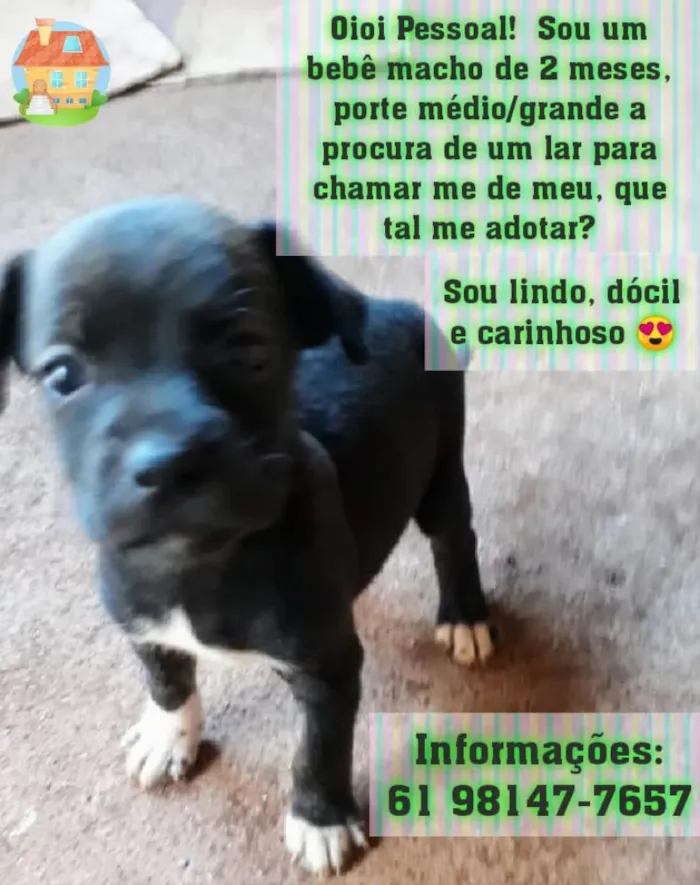 Cachorro raça SRD idade 2 a 6 meses nome Sem nome