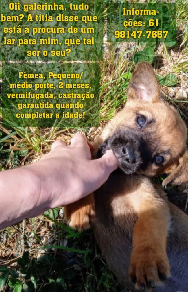 Cachorro raça SRD idade 2 a 6 meses nome Sem nome