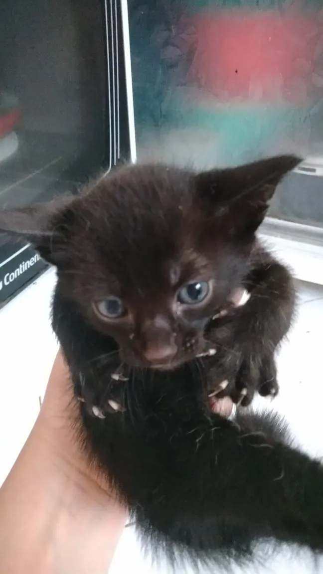 Gato ra a  idade Abaixo de 2 meses nome Ainda sem nome