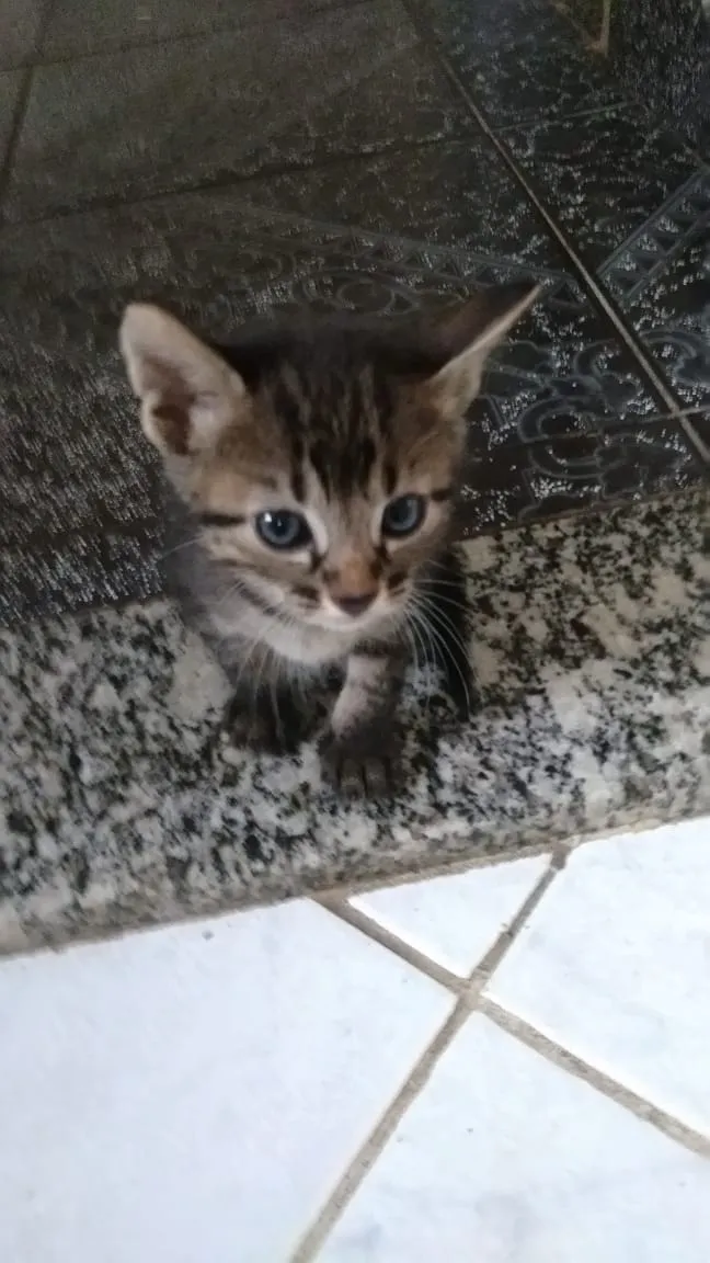 Gato ra a  idade Abaixo de 2 meses nome Ainda sem nome