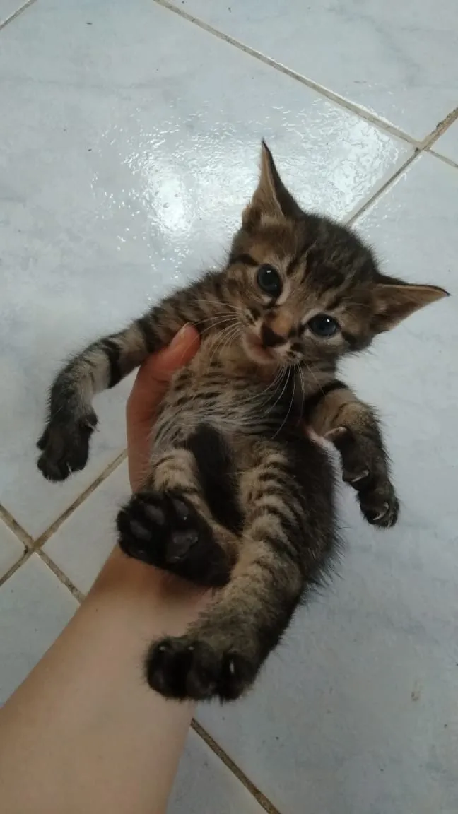 Gato ra a  idade Abaixo de 2 meses nome Ainda sem nome