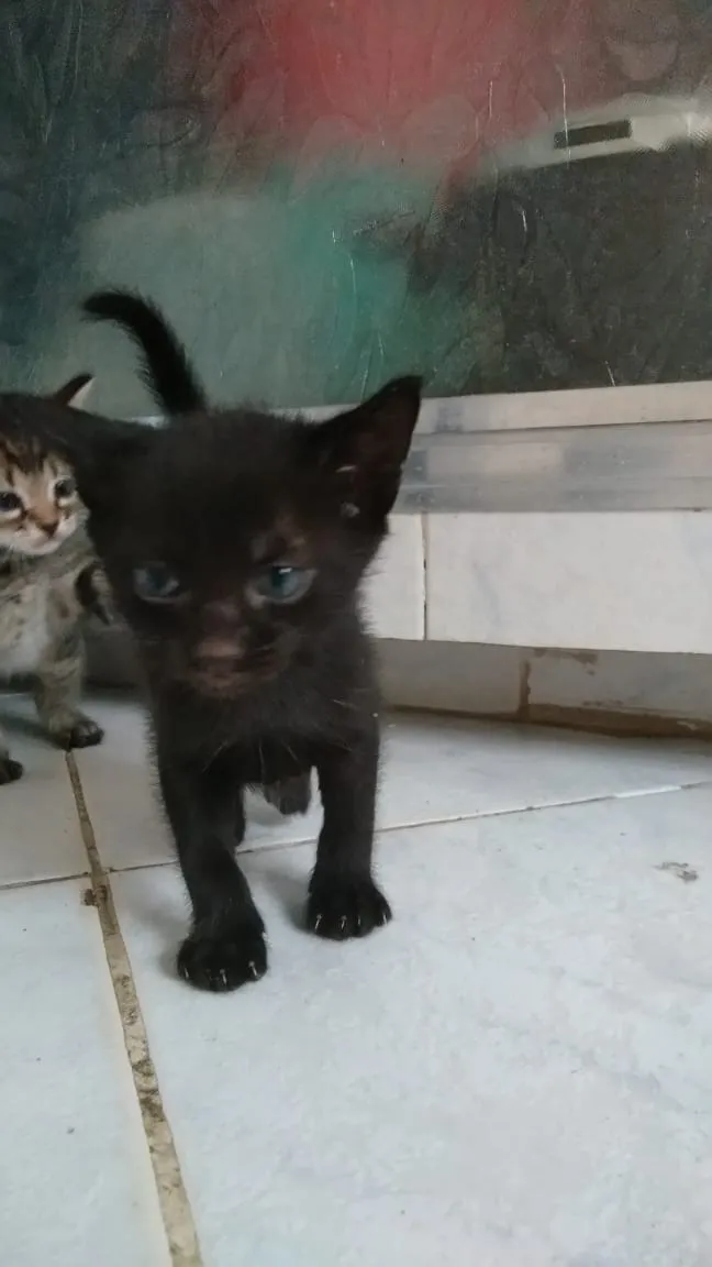 Gato ra a  idade Abaixo de 2 meses nome Ainda sem nome