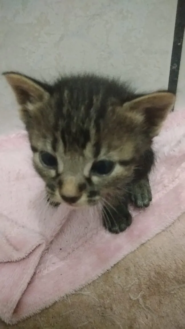 Gato ra a  idade Abaixo de 2 meses nome Ainda sem nome