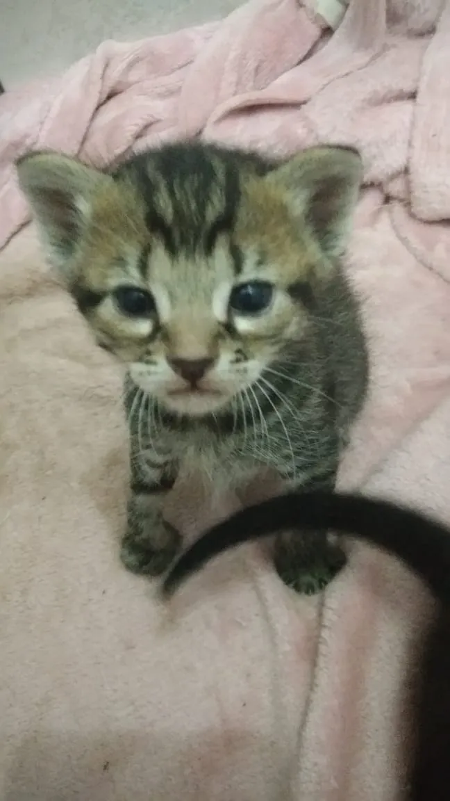 Gato ra a  idade Abaixo de 2 meses nome Ainda sem nome