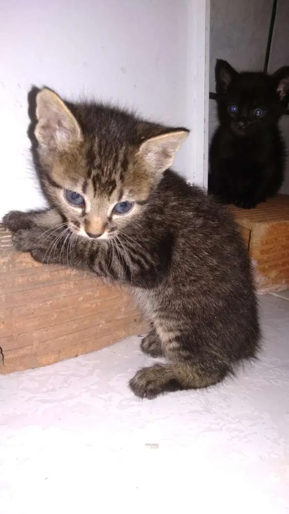 Gato ra a  idade Abaixo de 2 meses nome Ainda sem nome