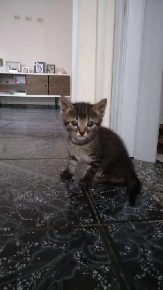 Gato ra a  idade Abaixo de 2 meses nome Ainda sem nome