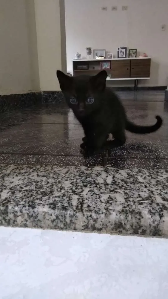 Gato ra a  idade Abaixo de 2 meses nome Ainda sem nome