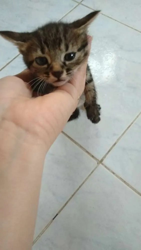 Gato ra a  idade Abaixo de 2 meses nome Ainda sem nome