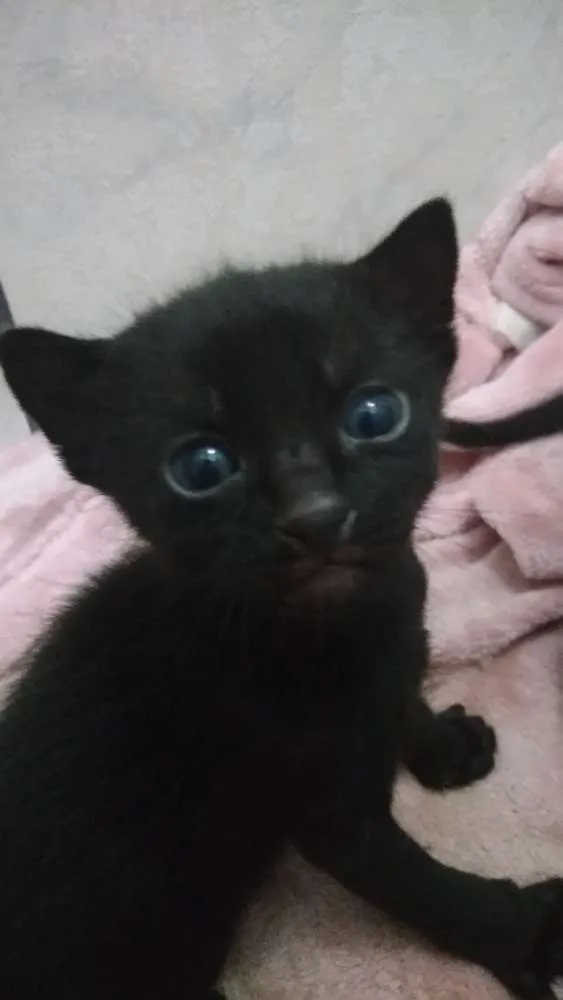 Gato ra a  idade Abaixo de 2 meses nome Ainda sem nome