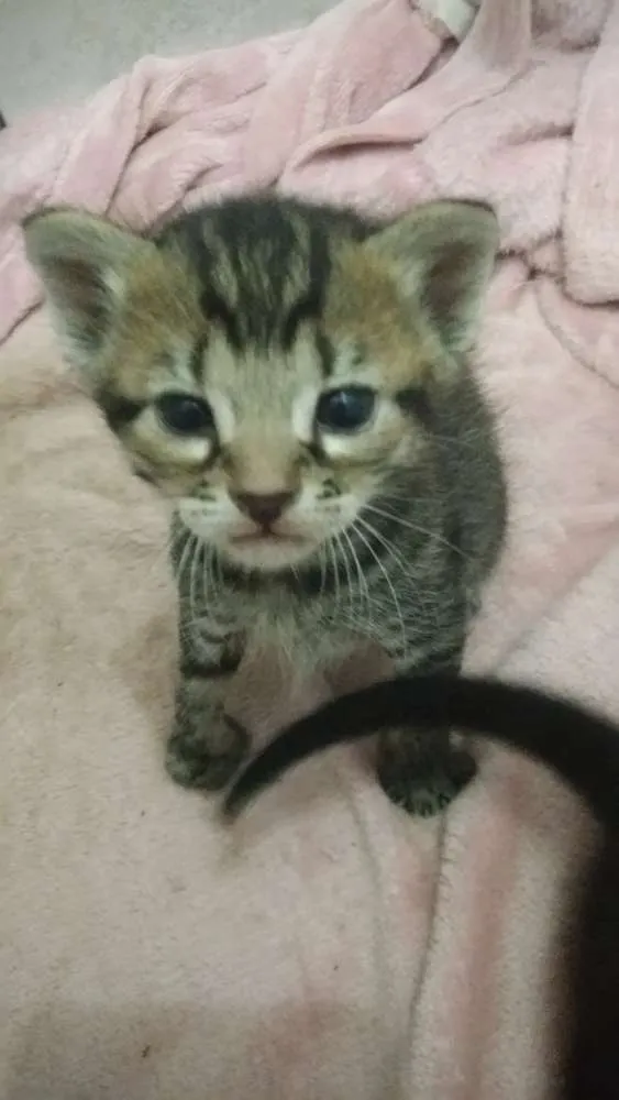 Gato ra a  idade Abaixo de 2 meses nome Ainda sem nome