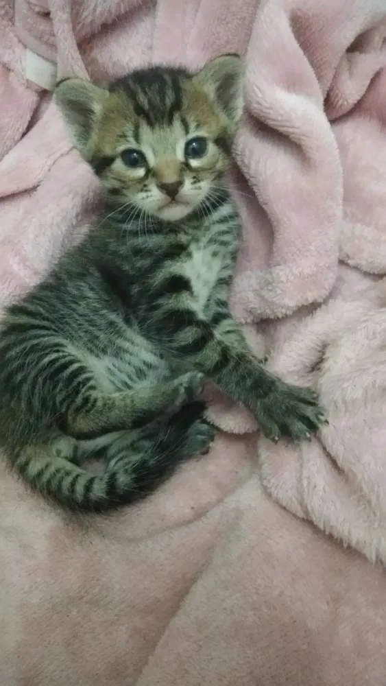 Gato ra a  idade Abaixo de 2 meses nome Ainda sem nome