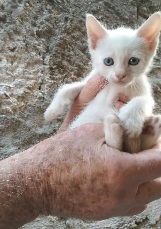 Gato ra a  idade Abaixo de 2 meses nome sem nome