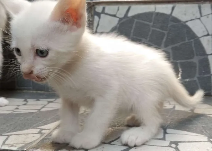 Gato ra a  idade Abaixo de 2 meses nome sem nome