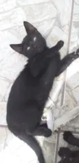 pingo de asfalto