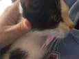 Sacha