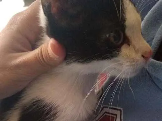 Gato ra a  idade 2 a 6 meses nome Sacha