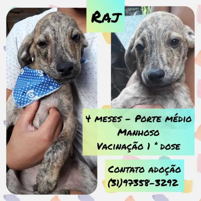 Cachorro raça Srd idade 2 a 6 meses nome Raj