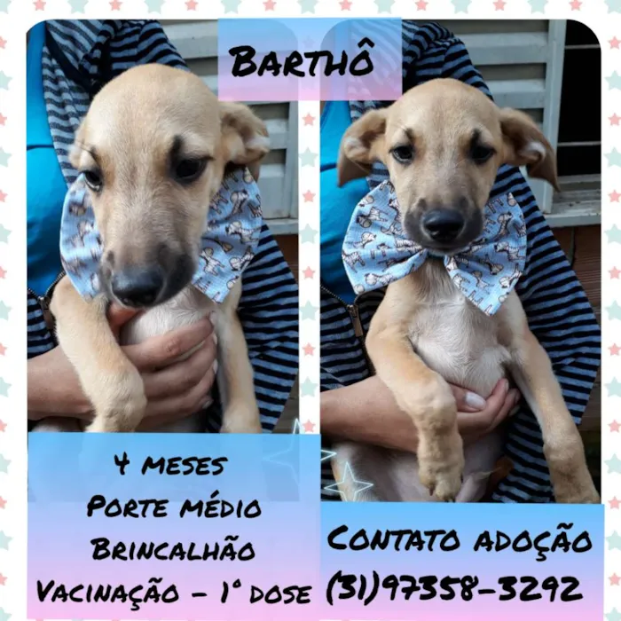 Cachorro raça Srd idade 2 a 6 meses nome Barthô 