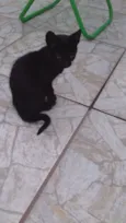 pingo de asfalto