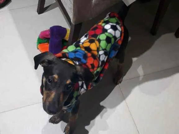 Cachorro raça Srd idade 2 a 6 meses nome Tadeu