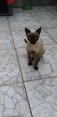 pingo de asfalto