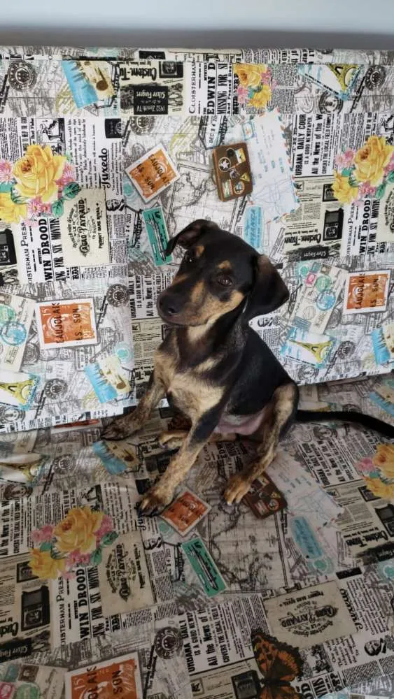 Cachorro raça Srd idade 2 a 6 meses nome Tadeu