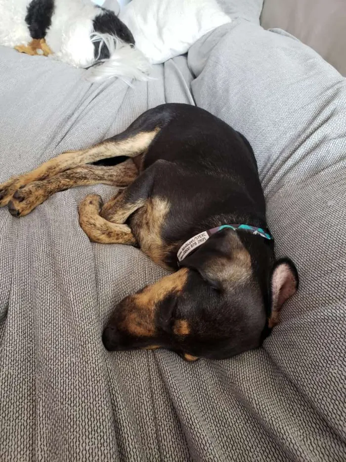 Cachorro raça Srd idade 2 a 6 meses nome Tadeu