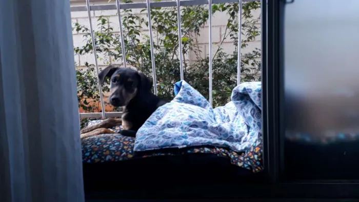 Cachorro raça Srd idade 2 a 6 meses nome Tadeu