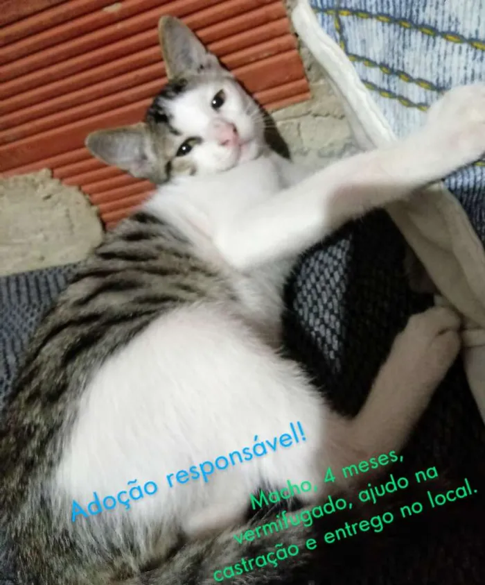 Gato ra a  idade 2 a 6 meses nome Zeus