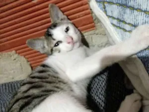 Gato raça  idade 2 a 6 meses nome Zeus