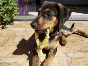Cachorro raça Srd idade 2 a 6 meses nome Tadeu