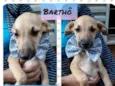 Barthô 