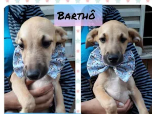 Cachorro raça Srd idade 2 a 6 meses nome Barthô 