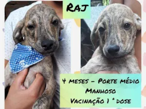 Cachorro raça Srd idade 2 a 6 meses nome Raj